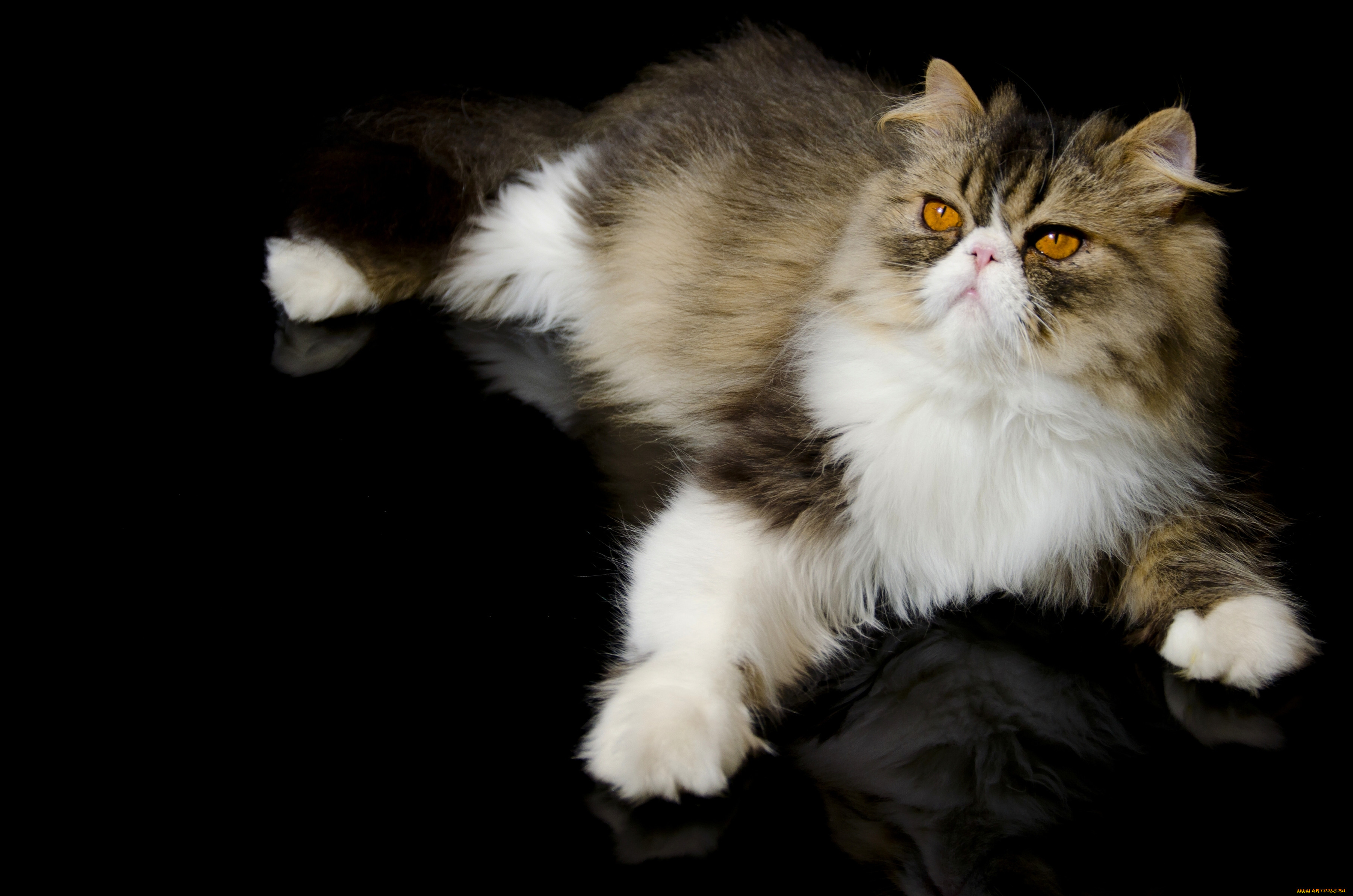 Трехшерстная Персидская кошка